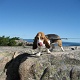 Cute dog on the summit.
