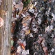 One of the tree that beared the trail marker was fell to the ground.