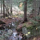 Another section of the trail that was submerged in water.