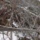 The dismal landscape left by a fire, in late 90's?