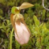 Pink lady slipper.