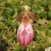More lady slipper.