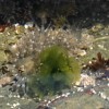 Anemones in tide pool outside the cave.