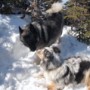 Thor and Sabrina's dog playing in the snow.