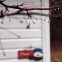 Water dropplets on the branches in front of the cottage we rented.