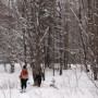 Open woods on Black Pond Trail.