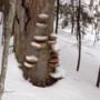 Cool looking fungi.