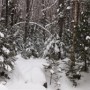 Close-up of Franconia Brook Trail on the other side of the brook.