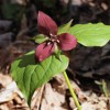 Trillium along Black Pond Trail.