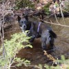 Geneva dipped into every brook she came across.