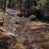 Wet Lincoln Brook Trail.