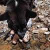 Geneva decided that Squeaky the monkey needed a cold bath.