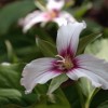 Trillium.