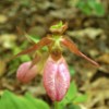 Pink lady slipper .